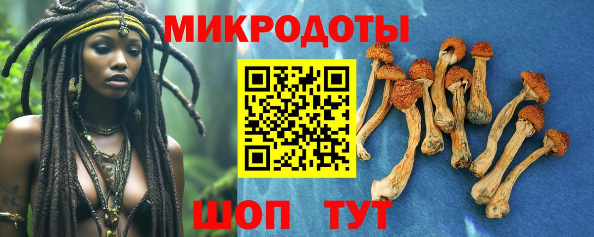 Псилоцибиновые грибы Psilocybe Орёл